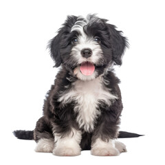 a Bernadoodle Dog puppy, happy, smiling, and healthy, Pet-themed, photorealistic illustrations in a PNG, cutout, and isolated. Generative AI - obrazy, fototapety, plakaty