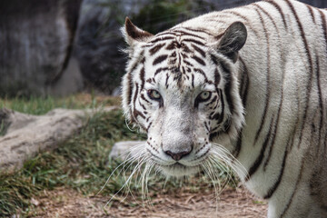 Fototapeta na wymiar Tigre de bengala blanco - Huachipa, Lima, Perú