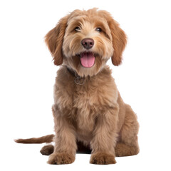 a Labradoodle puppy, Portrait, happy, smiling, and healthy, Pet-themed, photorealistic illustrations in a PNG, cutout, and isolated. Generative AI