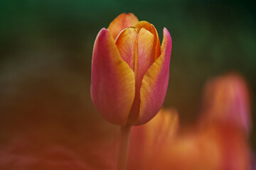 Tulipe