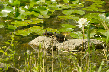 turtle, grass and water 