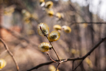 Blooming willow blurred background close-up. Willow branches Salix caprea with buds that open in early spring.