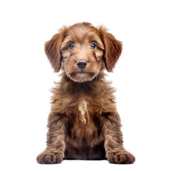 a Labradoodle puppy, Portrait, happy, smiling and healthy, Pet-themed, photorealistic illustrations in a PNG, cutout, and isolated. Generative AI