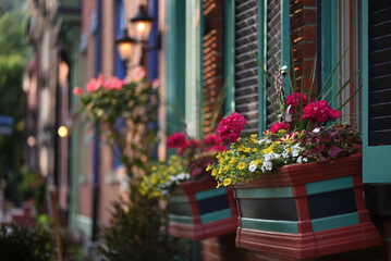 Flowers in neighborhood window boxes