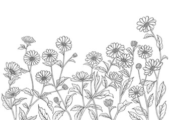 Illustration of daisy flowers, daisy garden, black and white, digital art.