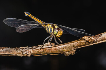 Close up of Dragonfly perched on a tree branch, dry wood and nature background, Selective focus, insect macro, Colorful insect in Thailand.