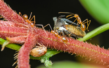 Close up a strange treehopper (horned tree hopper) on tree branch with red ants, Selective focus, Macro photo of insect in nature.