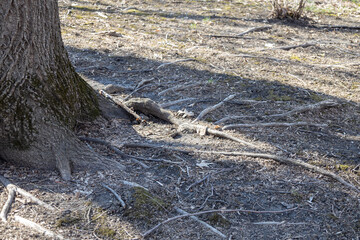 Sprawling surface roots from a mature American basswood tree (tilia americana)
