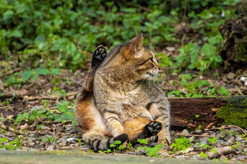 Cute tabby cat resting