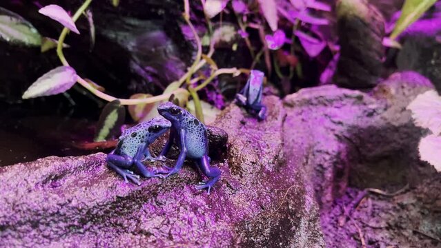 Blue Poison Dart Frogs, Dyeing Poison Dart Frog On Rock In Pink Light Terrarium. Dyeing poison frog - Dendrobates tinctorius. Zoom out
