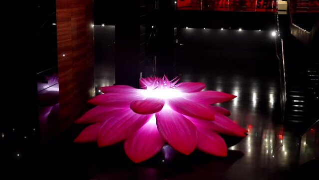flower in the night. Sparkles Falling. Pink Lotos Flower Openning and close. Floral Magic Timelaps. Romatic water lily in the dark