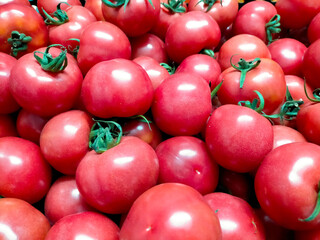 close-up background of many pink tomatoes