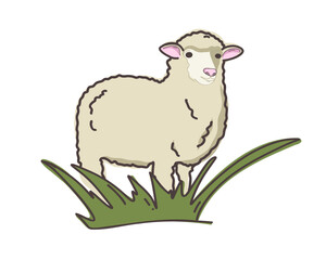 A sheep in a field of grass