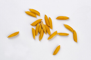 Top view of dry freshly harvested golden color paddy jasmine rice isolated on white background.