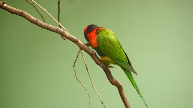 Small parrots stand on the branch against green background with copy space