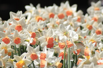 daffodils in the garden