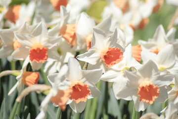 yellow and white narcissus