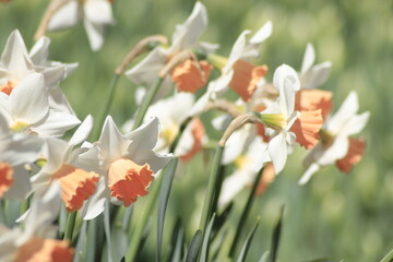 daffodils in the garden