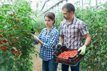 Successful farm family engaged in growing of organic vegetables in hothouse, gathering crop of cherry tomatoes in summertime