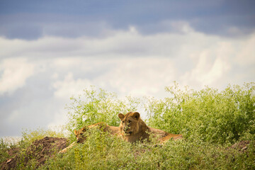 lion in the grass