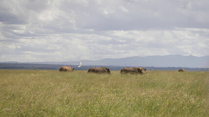 Rhinos in the field