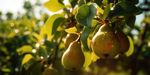 Pears hanging on a pear tree branch in sunny garden. Orchard background, copy space. Generative ai