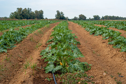 Hileras de calabacines en un campo de cultivo en un d&iacute;a nublado.