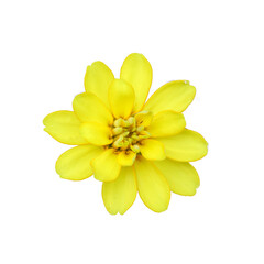 yellow flower on a transparent background (PNG). 