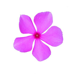 pink orchid on a transparent background (PNG). 