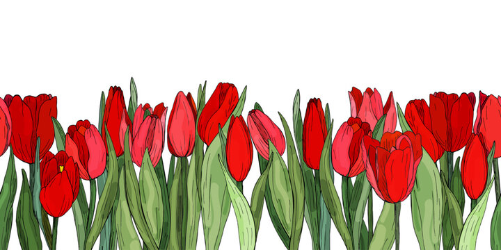 Seamless horizontal border of scarlet tulips. Frame of isolated hand-drawn botanical elements.