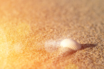 Shell in the sand. View of the sandy beach and the rays of the setting sun.