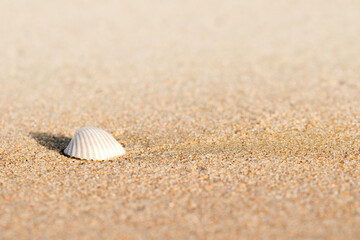 Fototapeta na wymiar Sea shells on beach sand, sandy background.