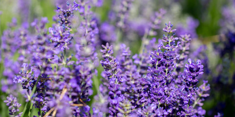 Spring lavender flowers under sunlight. Lilac flowers close up. Beautiful landscape of nature with a panoramic view. Hi spring. long banner