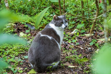 Cute tuxedo cat resting outdoor