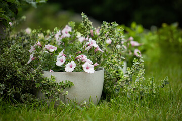 kompozycja z kwiatów w doniczne w ogrodzie na trawniku