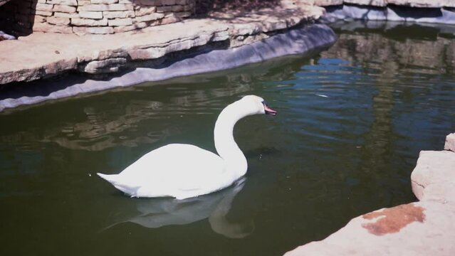 A white swan swims calmly in a lake while shaking its head. Slow-motion image