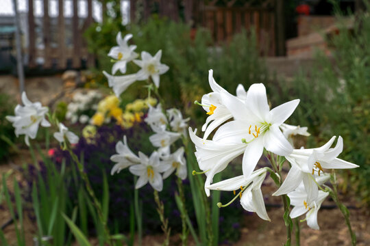 white lily ,Lilium candidum, with out of focus flowers in the background in a garden