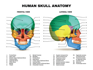 Human Skull Anatomy Infographic © Macrovector
