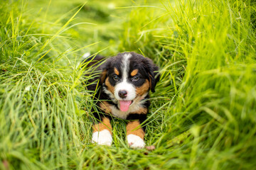 Dog Bernese Mountain Dog puppy lies in the grass. Pet walk in the park. Animal protection concept with copy space for text.