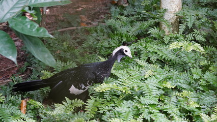 Pipile cumanensis|piping guans|Aburria pipile|普通鳴冠雉|蓝喉鸣冠雉