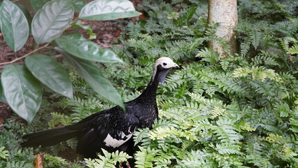 Pipile cumanensis|piping guans|Aburria pipile|普通鳴冠雉|蓝喉鸣冠雉