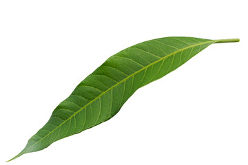 Obraz premium Mango leaf on isolated cut out background