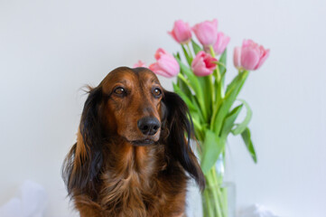 Red long haired dachshund portrait with pink tulips in glass vase