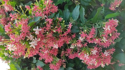 pink flowers in the garden