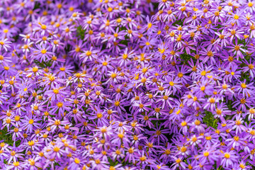 Close-up of Aster x frikartii 'Monch'. Selective focus.