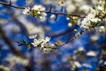 Cherry blossom branch in spring