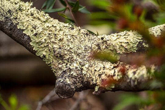 Common greenshield lichen (Flavoparmelia caperata) on a tree.