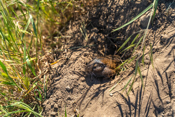 Valley Pocket Gopher (Thomomys bottae) emerging from the burrow. 
