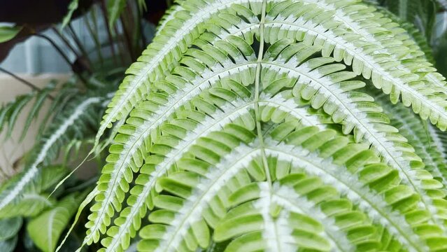 Slow motion view of green fern twig leaves texture . Natural forests plants and Tropical environmental. Lush green nature background.