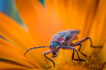 bug on a flower